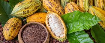 aka alt-Why You Should Investing in Cocoa Produce in Ghana.