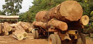 aka alt-Invest in the Timber Industry in Ghana?